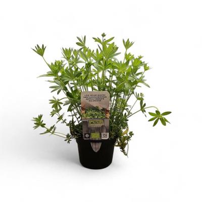 Puur kruiden Galium odoratum - lieve vrouwe bedstro