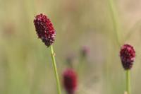 Grote pimpernel - thumbnail