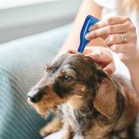 Beaphar No Stress Spot On hond 3 pipetten - thumbnail