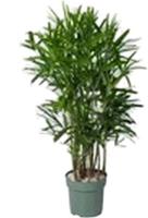 Rhapis Excelsa II Potmaat 30 H130-140 kamerplant Beautanic Lifestyle - Beautanic lifestyle - thumbnail