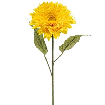 Helianthus
