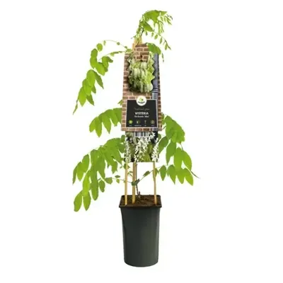 Wisteria flo. 'Alba' - Blauwe regen