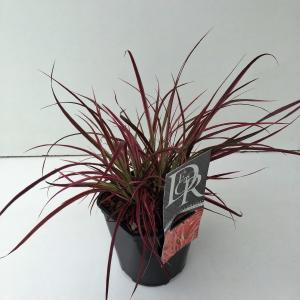 Lampenpoetsersgras (Pennisetum advena "Fireworks") siergras - In 2 liter pot - 1 stuks