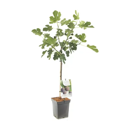 Vijg op stam (Ficus Carica "Brown Turkey") fruitbomen