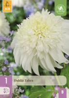 Dahlia zahra - thumbnail