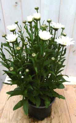 Margriet Leucanthemum vulgare wit groot Warentuin Natuurlijk - Warentuin natuurlijk