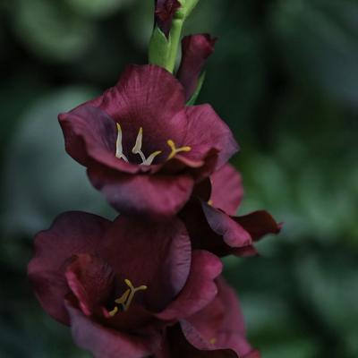 Gladiool Kunsttak 91cm Burgundy