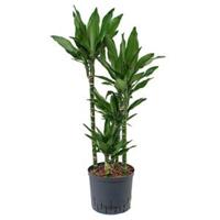 Dracaena janet lind carreria hydrocultuur plant - thumbnail