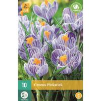 Bloembollen Crocos Pickwick 10st - thumbnail