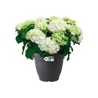 Elho Bloempot Green Basics Campana - Ø50 x H38 cm - Zwart - thumbnail