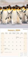 Pinguin Kalender 2026 - thumbnail