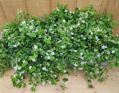 Bacopa 10 potjes per tray wit Warentuin Natuurlijk - Warentuin natuurlijk