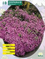 Zomer Bloembollen Saponaria Officinalis per 10 Baltus - Baltus - thumbnail