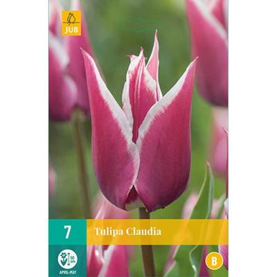 Tulp Claudia 7 bollen