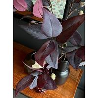 Eucalyptus - thumbnail