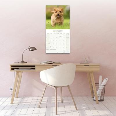 Norwich en Norfolk Terrier Kalender 2026