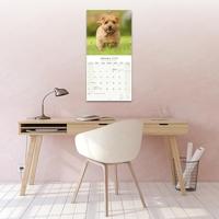 Norwich en Norfolk Terrier Kalender 2026 - thumbnail