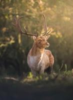 The Beauty of the Netherlands - thumbnail