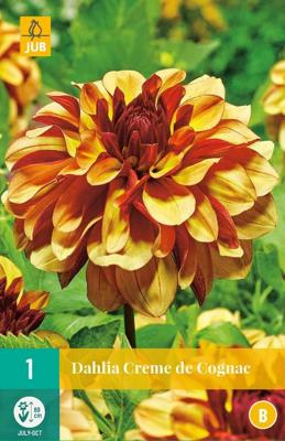 Dahlia Creme de cognac