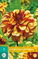 Dahlia Creme de cognac - thumbnail