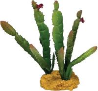 Plant cactus needle red tip Repto - Repto - thumbnail