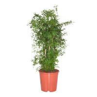 Polyscias fruticosa Ming - Aralia - thumbnail