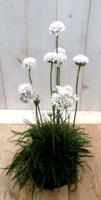 3 stuks! Engels gras wit Armeria Warentuin Natuurlijk - Warentuin natuurlijk - thumbnail
