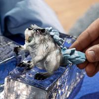 schleich ELDRADOR CREATURES ijsbever 70836 - thumbnail