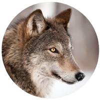 Glasschilderij rond van een wolf - thumbnail