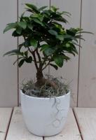 Bonsai Ficus microcarpa witte pot 30 cm Warentuin Natuurlijk - Warentuin natuurlijk - thumbnail
