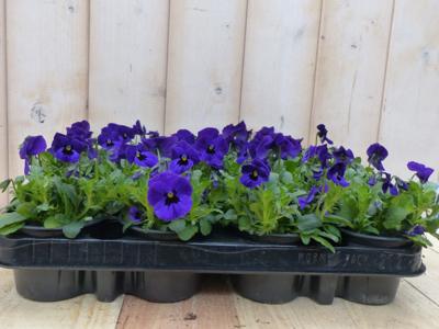 Bosviolen Violen Paars 12 stuks Viola Warentuin Natuurlijk - Warentuin natuurlijk