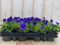 Bosviolen Violen Paars 12 stuks Viola Warentuin Natuurlijk - Warentuin natuurlijk - thumbnail