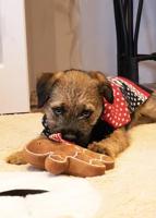 CUPID & COMET CHRISTMAS EVE GIFT PACK MET TRUI / SPEELTJE / SNACKS - thumbnail