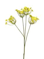 Anethum spray geel 68cm - thumbnail