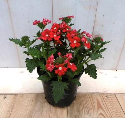 3 stuks! Verbena Rood eenjarig Warentuin Natuurlijk - Warentuin natuurlijk