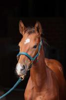 Veulenhalster topline groen - thumbnail