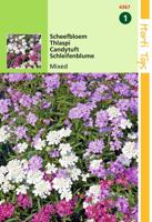 Zaden Iberis Scheefbloem gemengd Hortitops - Hortitops - thumbnail