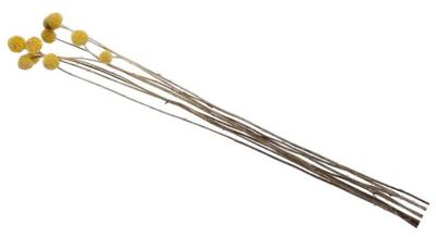 Droogbloemen Craspedia geel nat.mat 65cm