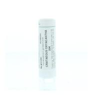 Homeoden Heel Crataegus oxyacantha 30K 6 Gram - thumbnail