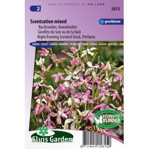 Matthiola Longipetala zaden Scentsation Violier zaden