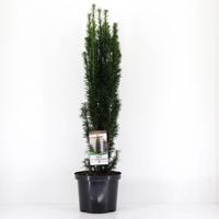 Taxus baccata fastigiata robusta 60-80 cm Conifeer Venijnboom Warentuin Natuurlijk - Warentuin natuurlijk - thumbnail