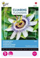 Zaden Flowering Climbers Passiflora blauw Buzzy - Buzzy - thumbnail