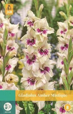 Gladiolus Amber Mistique wit/paars 7 bloembollen Gladiool JUB - Jub