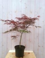 Japanse esdoorn Acer palmatum boompje rood smal blad struikje 90 cm Struik Warentuin Natuurlijk - Warentuin natuurlijk - thumbnail