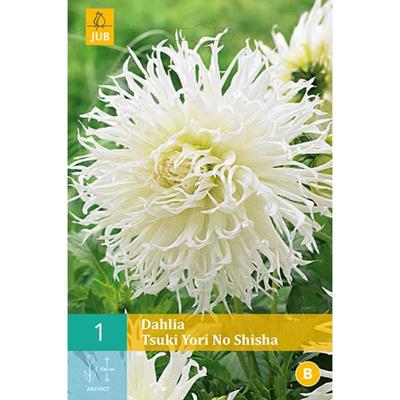 Dahlia Tsuki yori no shisha