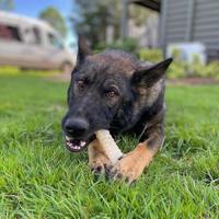 Nylabone Dura Chew souper bot original NS105 Nylabone Gebr. de Boon - Gebr de boon - thumbnail