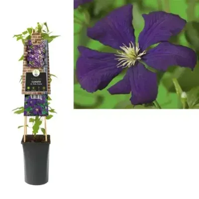Klimplant Clematis vit. Etoile Violette - Paarse Bosrank