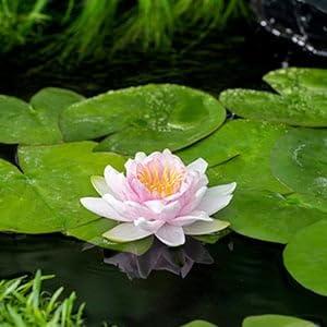 Roze waterlelie (Nymphaea Hollandia) waterlelie (6-stuks)