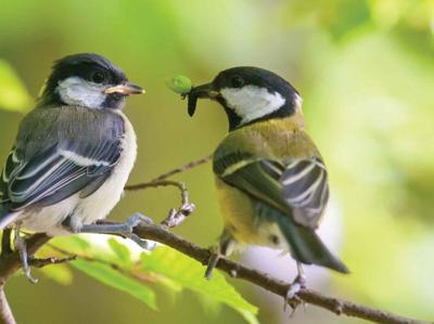 Mezen 70x50cm Tuinschilderij Customize-it - Customize it