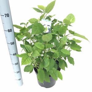 Hydrangea Arborescens "Annabelle" sneeuwbalhortensia - 50-60 cm - 1 stuks